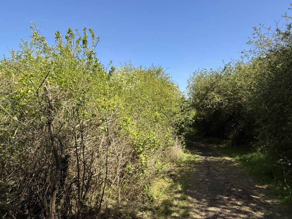 Lot: 82 - 0.88 ACRE FREEHOLD PARCEL OF LAND - Shot of overgrown land showing access